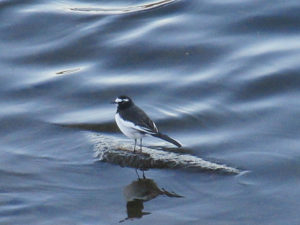 セグロセキレイ