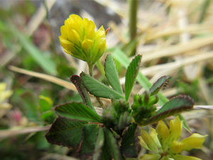 コメツブツメクサ