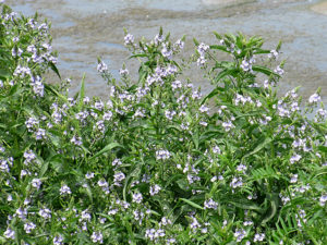 オオカワヂシャ