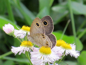 ヒメウラナミジャノメ