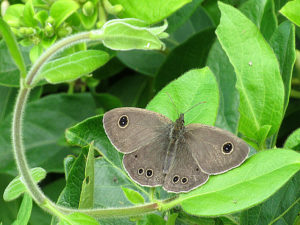 ヒメウラナミジャノメ