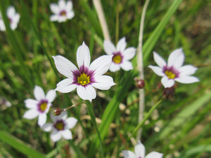 ニワゼキショウ