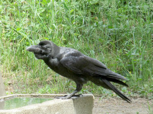 ハシブトガラス