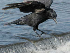 ハシボソガラス