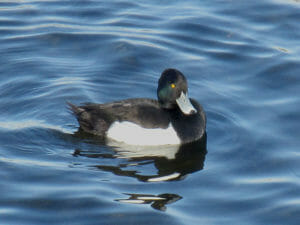 キンクロハジロ