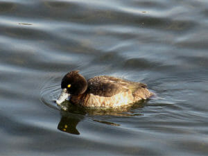 キンクロハジロ