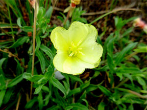 コマツヨイグサ