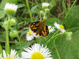 キマダラセセリ