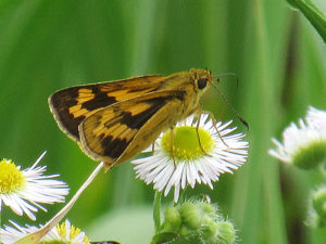 キマダラセセリ