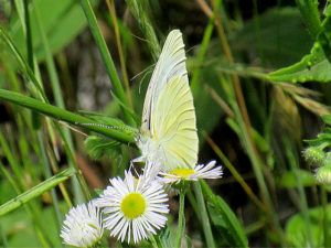 モンシロチョウ