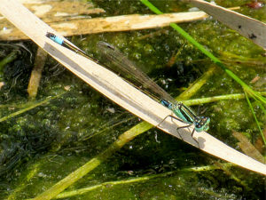 ホソミイトトンボ