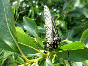 アカボシゴマダラ春型