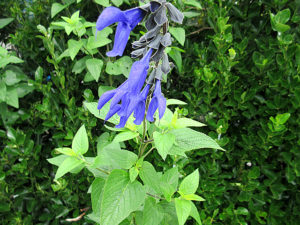 サルビア・ガラニチカ