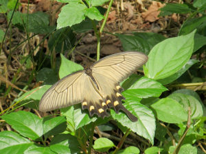 ジャコウアゲハ雌