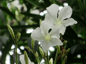 キョウチクトウ