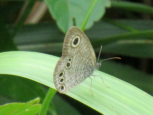 ヒメウラナミジャノメ