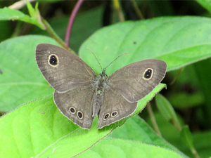 ヒメウラナミジャノメ