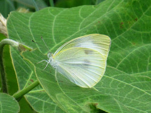 モンシロチョウ