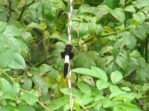 コシアキトンボ