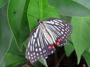 アカボシゴマダラ