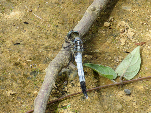 シオカラトンボ