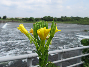 メマツヨイグサ