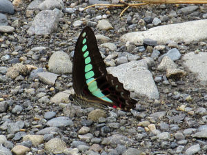 アオスジアゲハ