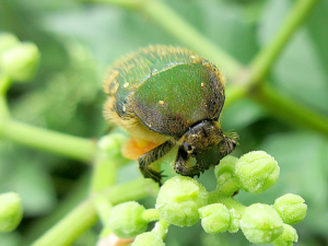 コアオハナムグリ