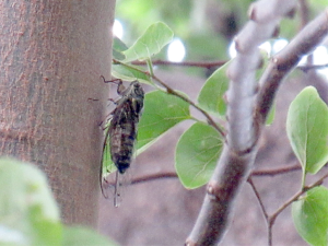 ツクツクボウシ