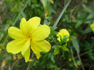 ウンナンオウバイ