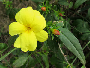 ウンナンオウバイ