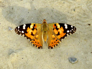 ヒメアカタテハ