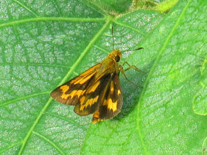 キマダラセセリ