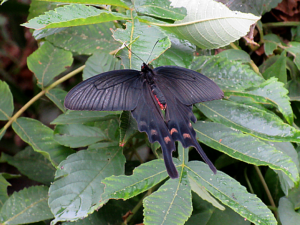 ジャコウアゲハ雄