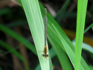 アオモンイトトンボ♀