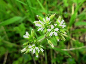 オランダミミナグサ