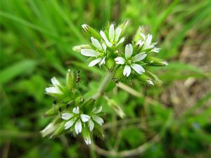 オランダミミナグサ