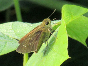 チャバネセセリ