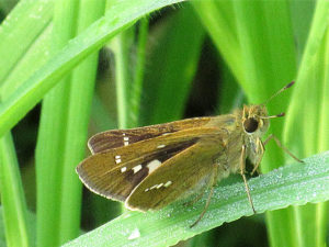 イチモンジセセリ