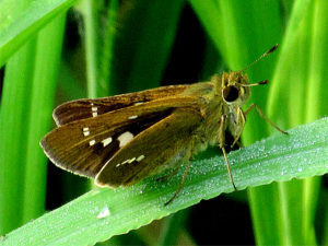 イチモンジセセリ