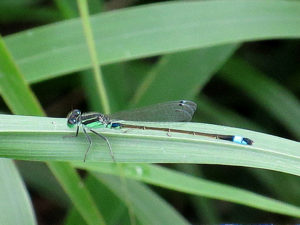 アオモンイトトンボ♂