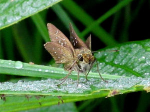 チャバネセセリ