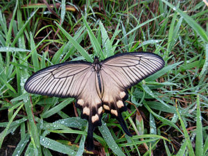 ジャコウアゲハ雌