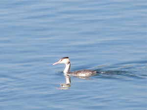 カンムリカイツブリ