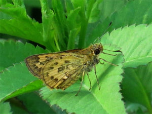 キマダラセセリ