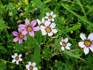 ニワゼキショウ