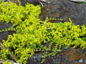 ツルマンネングサ