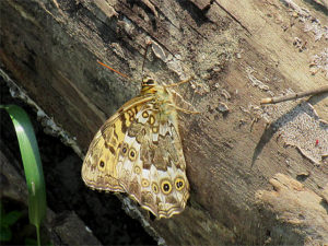 サトキマダラヒカゲ