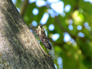 ツクツクボウシ