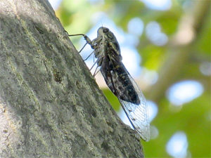 ツクツクボウシ